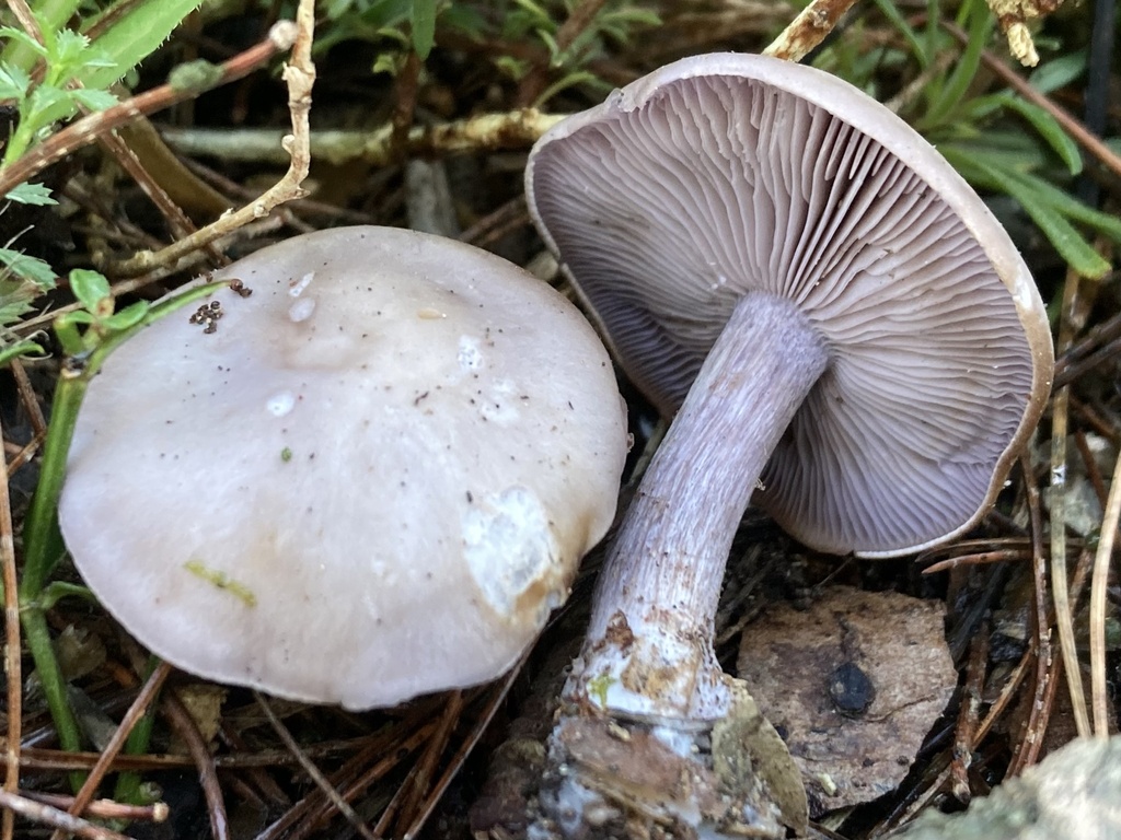 Collybia sordida · December 2025 · photo: © lucian_clanet (iNaturalist, cc-by)