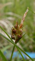 Carex zikae