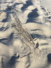 Swallenia alexandrae