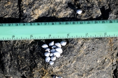 Echinolittorina modesta