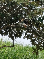 Caracara plancus