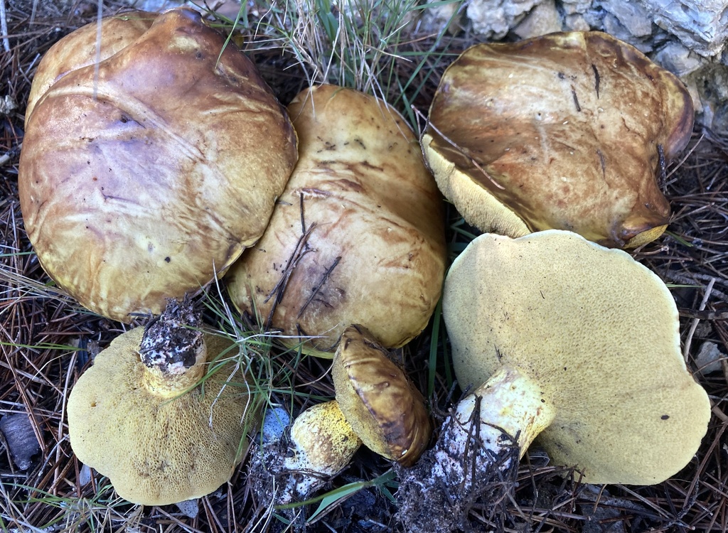 Suillus mediterraneensis · December 2025 · photo: © lucian_clanet (iNaturalist, cc-by)