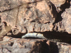 Sceloporus dugesii
