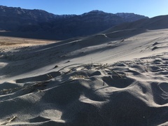 Swallenia alexandrae