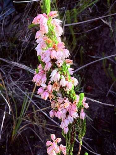 Cloak Heath (Erica chlamydiflora)