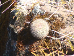 Mammillaria rhodantha fera-rubra