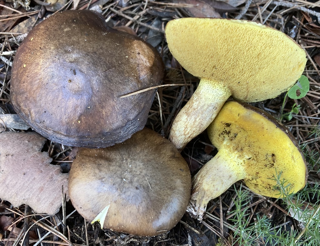 Suillus collinitus · December 2025 · photo: © lucian_clanet (iNaturalist, cc-by)