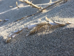 Swallenia alexandrae