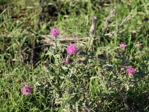 Broad-winged Thistle