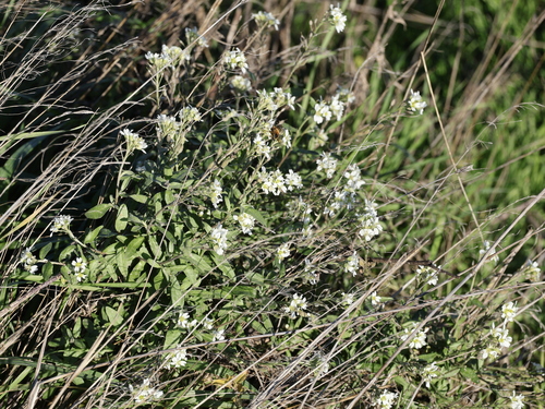 hoary alyssum