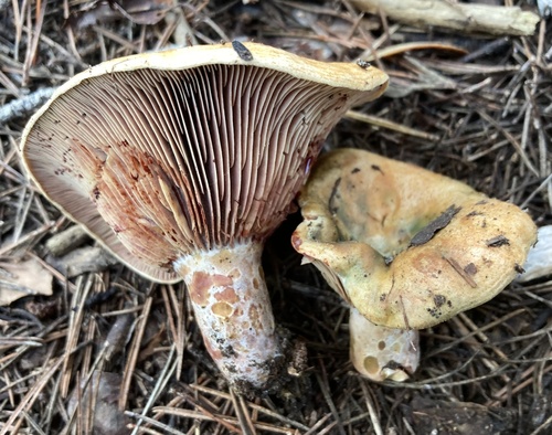 Lactarius sanguifluus — (c) Lucian Clanet, some rights reserved (CC BY)