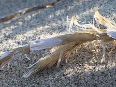 Swallenia alexandrae