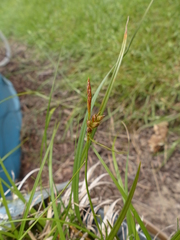 Carex zikae