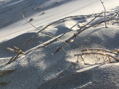 Swallenia alexandrae