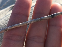 Swallenia alexandrae