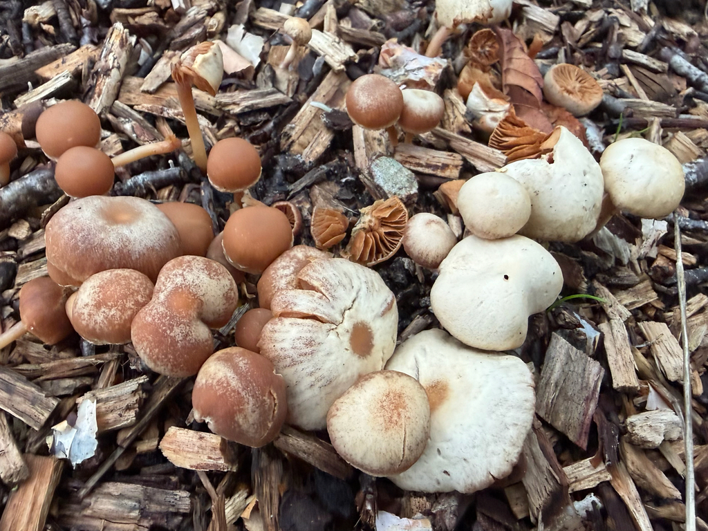 Tubaria furfuracea · December 2025 · photo: © hh525 (iNaturalist, cc-by)