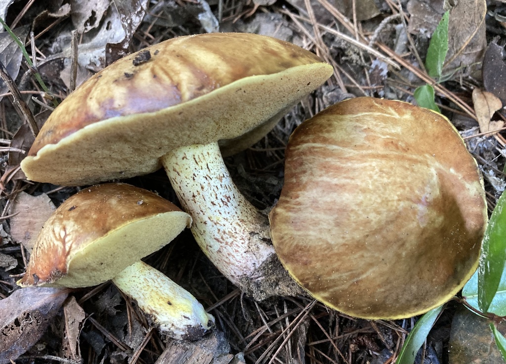 Suillus mediterraneensis