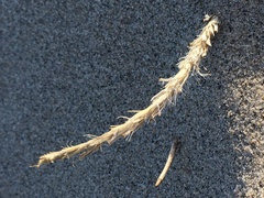 Swallenia alexandrae