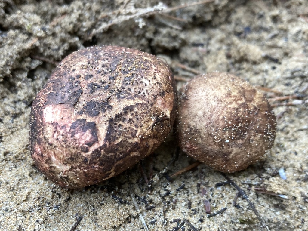 Rhizopogon roseolus · December 2025 · photo: © lucian_clanet (iNaturalist, cc-by)