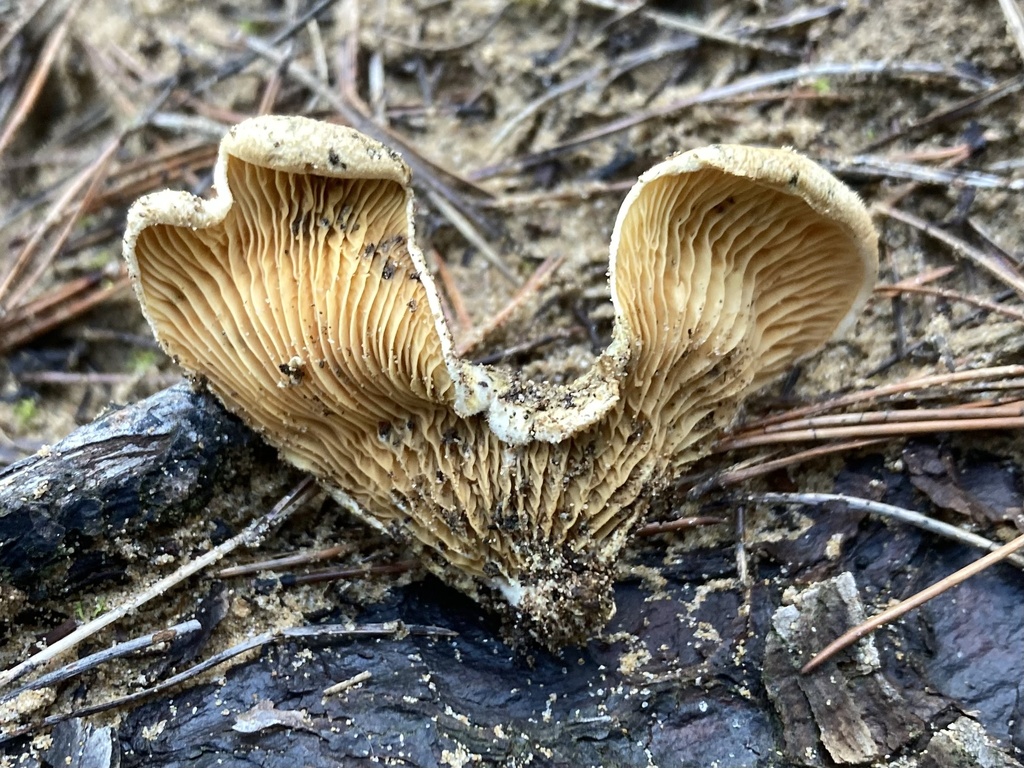 Tapinella panuoides · December 2025 · photo: © lucian_clanet (iNaturalist, cc-by)