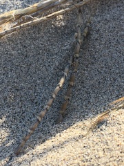 Swallenia alexandrae