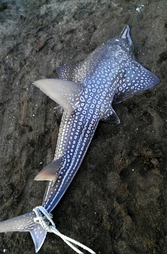 Foto de Guitarra Gigante (Rhynchobatus djiddensis)