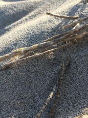 Swallenia alexandrae