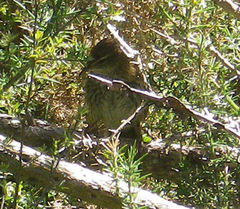 Poodytes punctatus punctatus