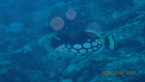 Balistoides conspicillum