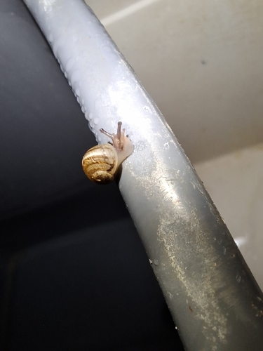 Cornu aspersum