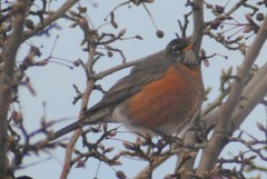 Turdus migratorius propinquus