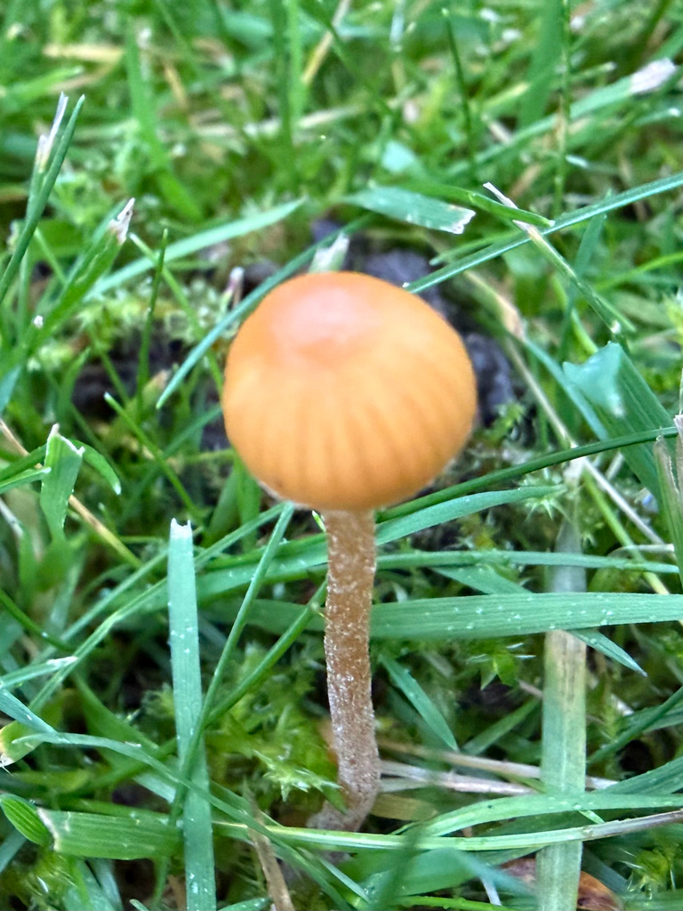 Galerina · December 2025 · photo: © hh525 (iNaturalist, cc-by)