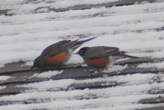 Turdus migratorius propinquus