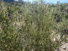 Mortonia scabrella