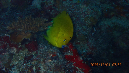Apolemichthys trimaculatus