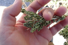Mortonia scabrella