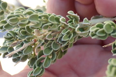 Mortonia scabrella