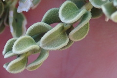 Mortonia scabrella