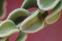 Mortonia scabrella