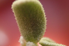 Mortonia scabrella
