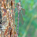 Twilight Darner - Photo (c) Eduardo Axel Recillas Bautista, some rights reserved (CC BY-NC), uploaded by Eduardo Axel Recillas Bautista