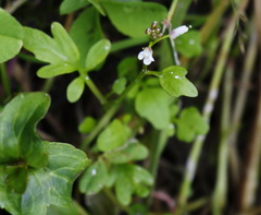 Cardamine scutata