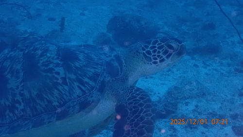 Chelonia mydas