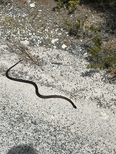 Rottnest Island Dugite sighting