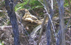 Poodytes punctatus punctatus