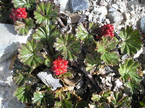 Gunnera magellanica (Gunnera magellanica)