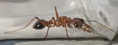Myrmecia analis
