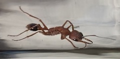 Myrmecia analis