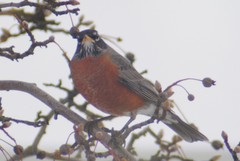Turdus migratorius propinquus