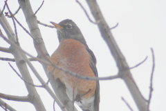 Turdus migratorius propinquus